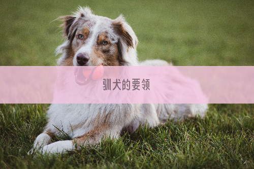 驯犬的要领