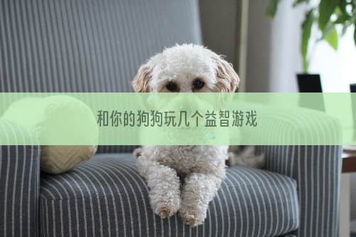 和你的狗狗玩几个益智游戏