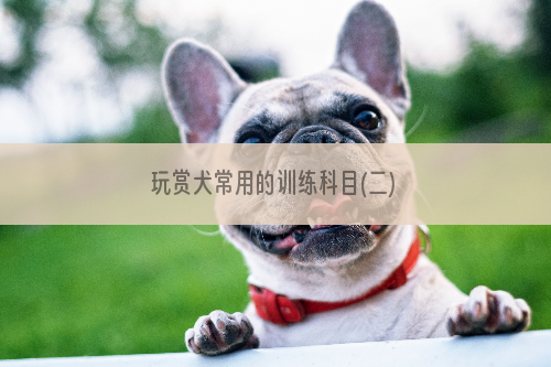 玩赏犬常用的训练科目(二)