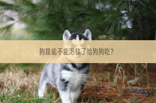 狗粮能不能泡软了给狗狗吃？