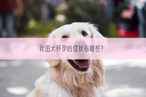 秋田犬怀孕的症状有哪些？