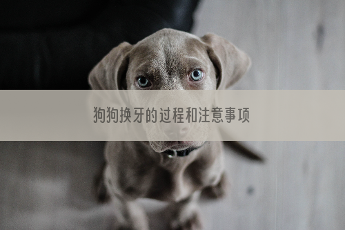 狗狗换牙的过程和注意事项