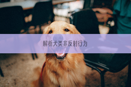 解析犬类非反射行为