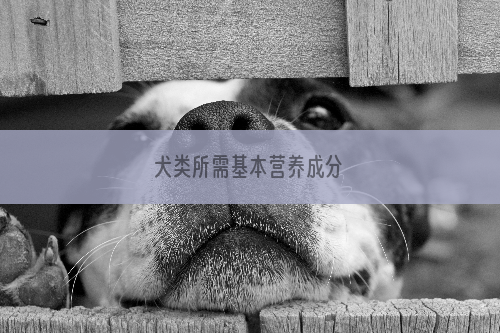 犬类所需基本营养成分