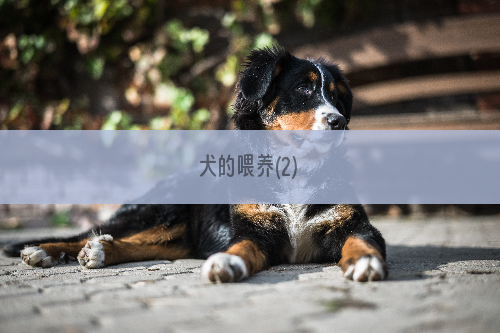 犬的喂养(2)