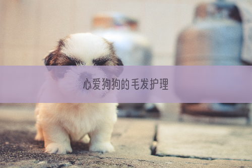 心爱狗狗的毛发护理