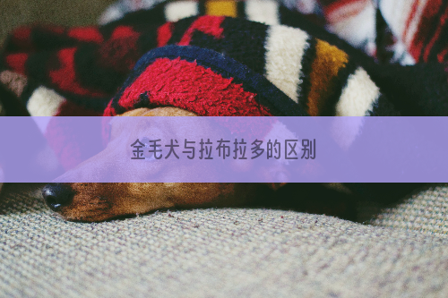 金毛犬与拉布拉多的区别