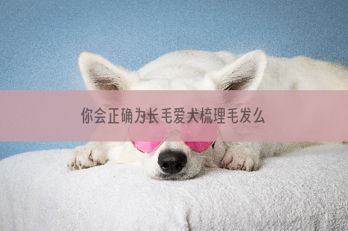 你会正确为长毛爱犬梳理毛发么