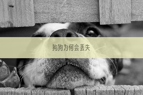 狗狗为何会丢失