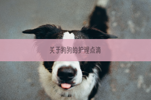 关于狗狗的护理点滴
