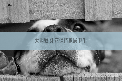犬调教 让它保持家居卫生