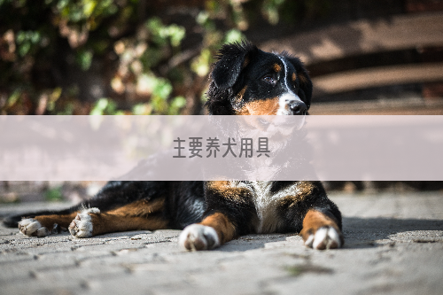 主要养犬用具