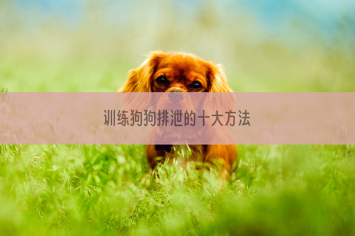 训练狗狗排泄的十大方法