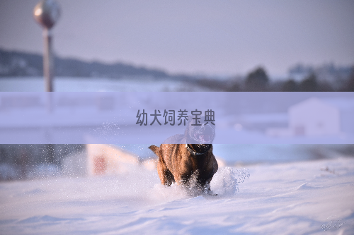 幼犬饲养宝典