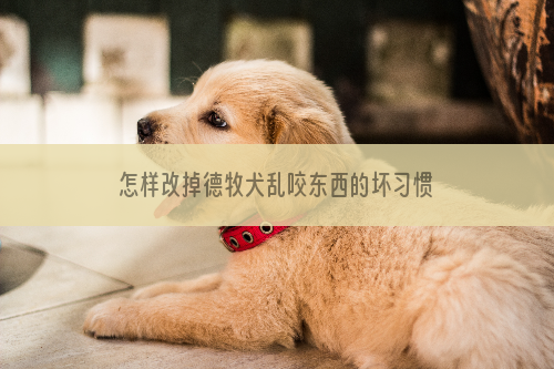 怎样改掉德牧犬乱咬东西的坏习惯