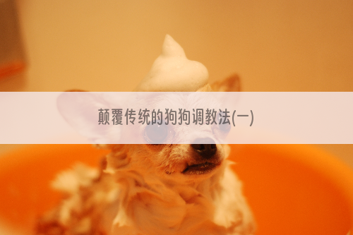 颠覆传统的狗狗调教法(一)