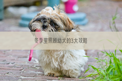 冬季里照顾幼犬的3大攻略