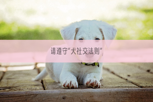 请遵守“犬社交法则”