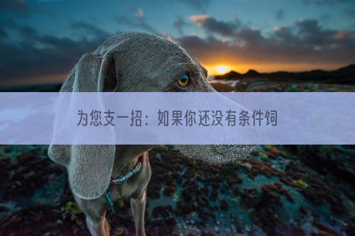 为您支一招：如果你还没有条件饲养一条狼犬