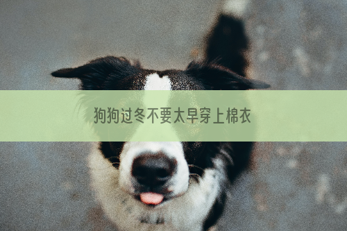 狗狗过冬不要太早穿上棉衣