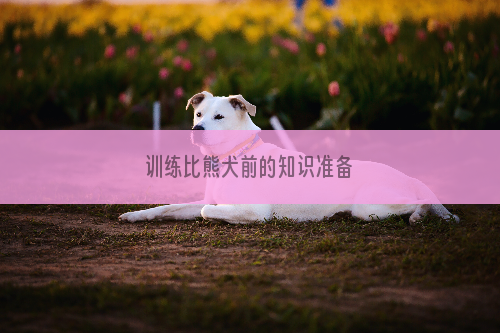 训练比熊犬前的知识准备