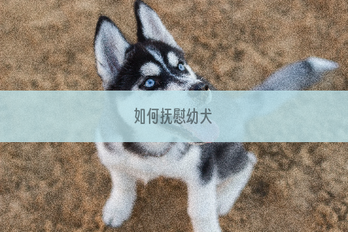 如何抚慰幼犬
