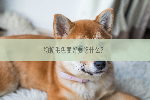 狗狗毛色变好要吃什么？