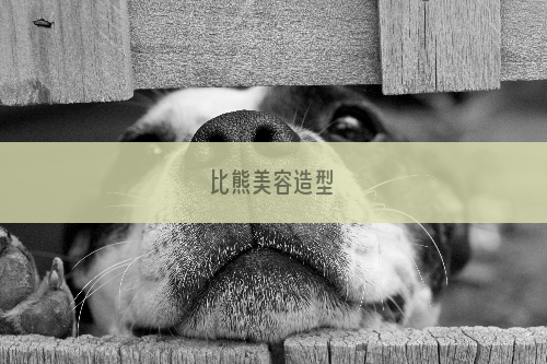 比熊美容造型