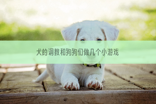 犬的调教和狗狗们做几个小游戏