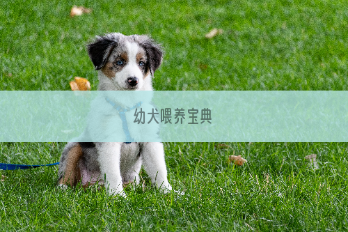 幼犬喂养宝典