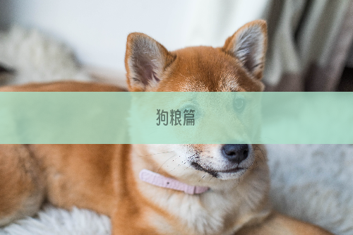 狗粮篇