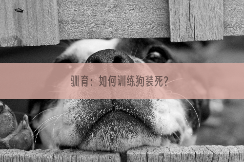 驯育：如何训练狗装死？