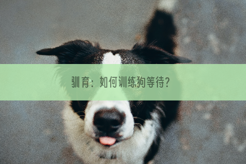 驯育：如何训练狗等待？