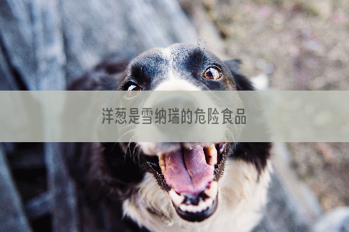 洋葱是雪纳瑞的危险食品