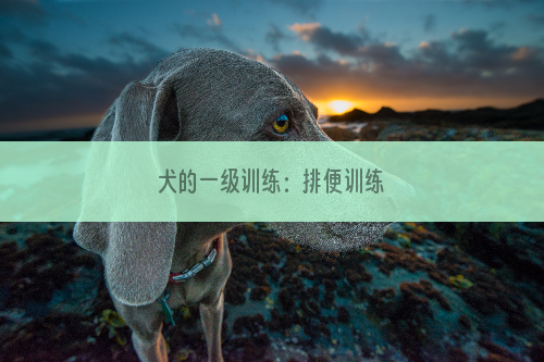 犬的一级训练：排便训练