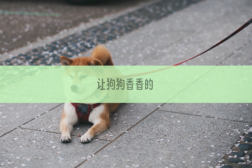 让狗狗香香的