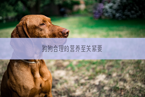 狗狗合理的营养至关紧要
