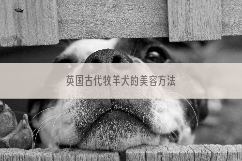 英国古代牧羊犬的美容方法