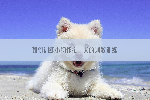 如何训练小狗作揖－犬的调教训练