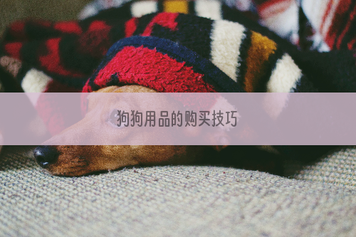 狗狗用品的购买技巧