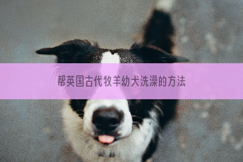 帮英国古代牧羊幼犬洗澡的方法