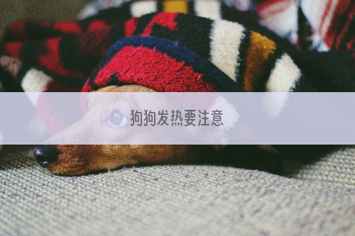 狗狗发热要注意