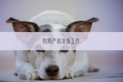 狗狗产前准备工作