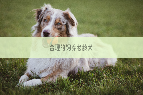 合理的饲养老龄犬