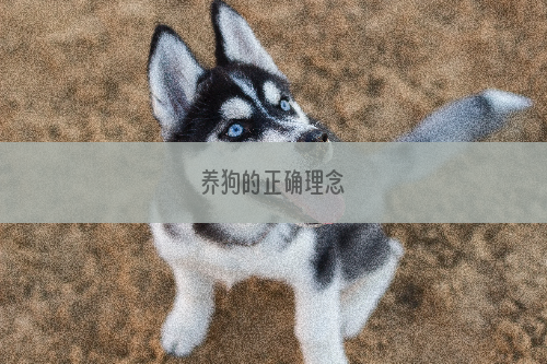 养狗的正确理念