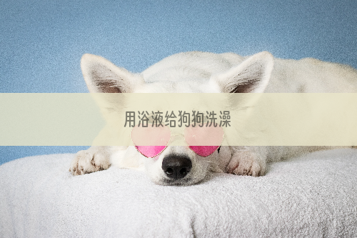 用浴液给狗狗洗澡