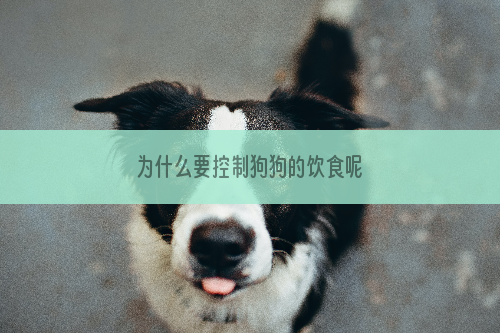 为什么要控制狗狗的饮食呢
