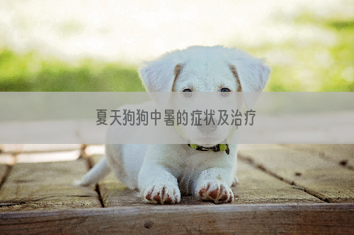 夏天狗狗中暑的症状及治疗