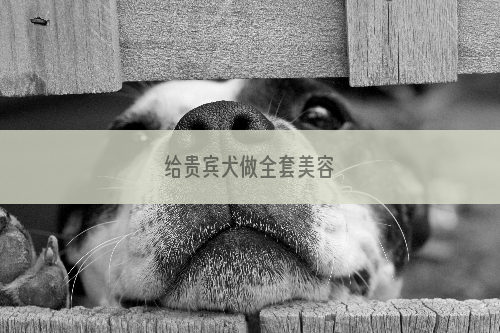 给贵宾犬做全套美容