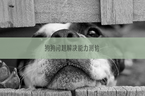 狗狗问题解决能力测验